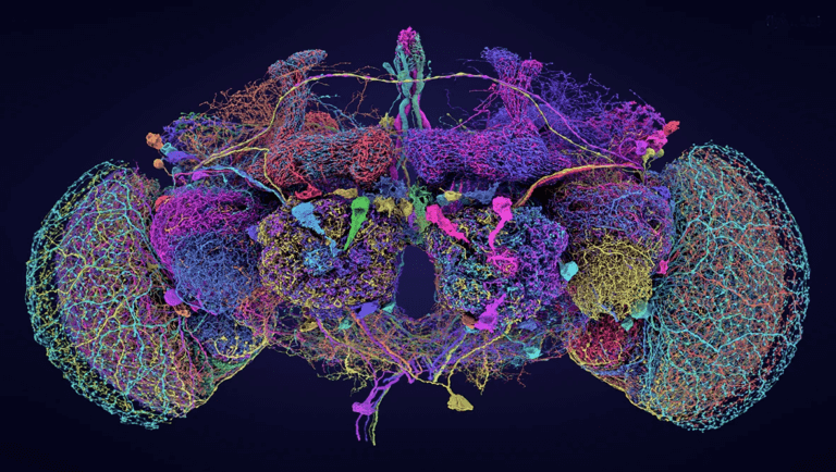 Colorful diagram of brain cells and their connections